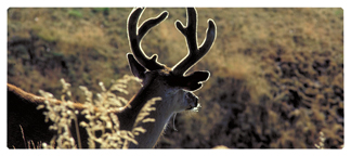 DNSEMP-L-310 Gone Hunting (Deer)